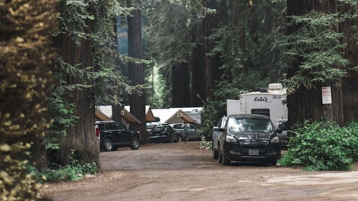 Cabins Nestled Between Giant Redwood Trees